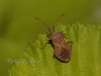 Zuringrandwants [Coreus marginatus]